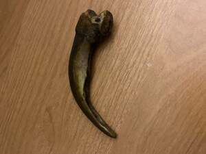 Natural Grizzly Bear Claw Taxidermy Specimen